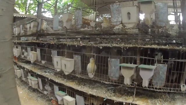mô hình chim câugiữa hai dòng chim pháp các bác ưa chuộng dòng chim nào