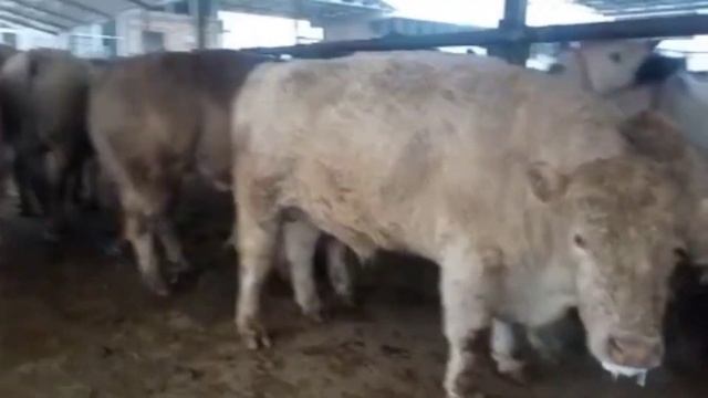 +998998706333 МНА УША СИЗЛАР ИЗЛГАН БОКМА БУКАЛАР КЕЛДИ ЯАНГИ ПАРТИЙА