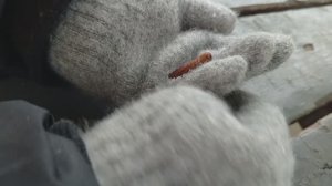 Гусеница-путешественница и Электропоезд ЭД4М Иволга Поезда для детей