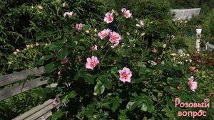 Роза - глазастик Ориента Лейла. Цветение розы гибрида Гультемии Персидской