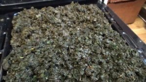 Моно чай из листьев малины, черной смородины, клена, черноплодной рябины и вишни / Leaf tea