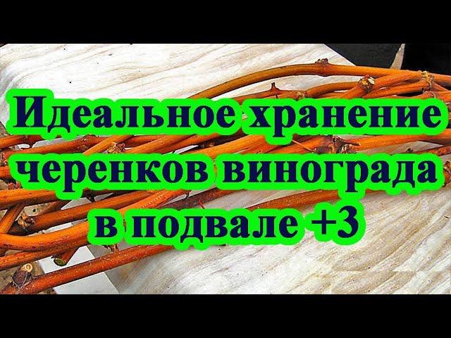Идеальное хранение черенков винограда в подвале +3 / Ideal storage of grape cuttings in the basement