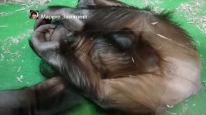 Посмотрите какие разные отношения у малыша орангутана к папе и к маме.