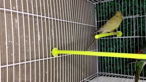 Пара певчих попугаев 🦜 Попугай