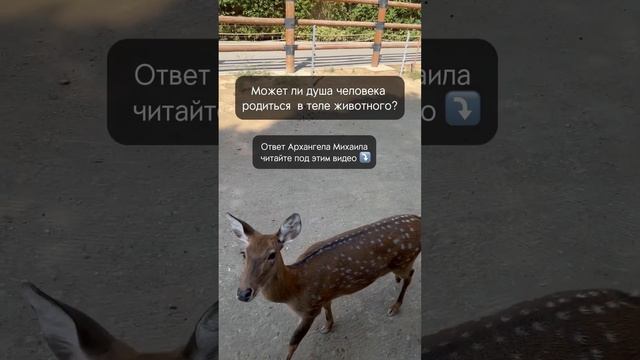 Человеческая душа в животном теле? #ченнелинг #архангелмихаил #воплощение #человеческаядуша смотреть онлайн