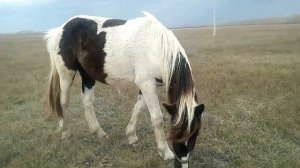 ПРОДАМ ПЕГУЮ КОБЫЛКУ ПОЛУТЯЖА 1,5 ГОДА