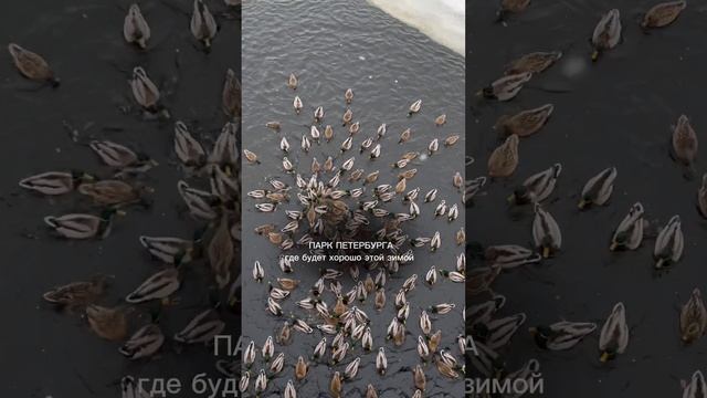 В ЦПКиО зимой чудесно гулять и пить какао #спб #елагиностров #кудасходитьвпитере