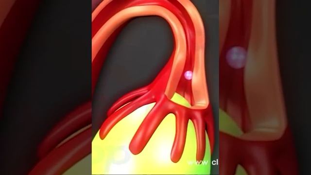 Reproduction Process in human 11 ( 3D Animation)