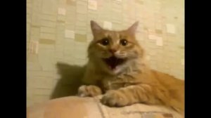 Кот смеется. Котик смеется как человек.Cat