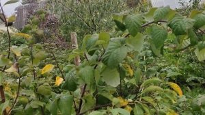 Аномальное плодоношение летней малины Желтая Сластена.