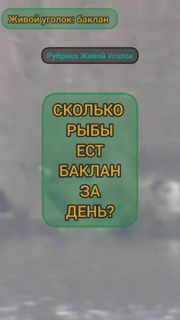 СКОЛЬКО РЫБЫ ЖРЕТ БАКЛАН ЗА ДЕНЬ РУБРИКА ЖИВОЙ УГОЛОК