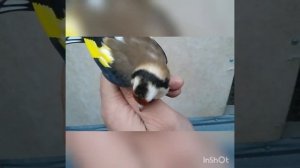 Ловля птиц. Ловля щеглов на клетку.