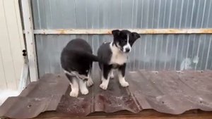 Лайки кабель и сучка
