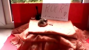 Crazy hamster.Хомяк рок-н-ролл.7#