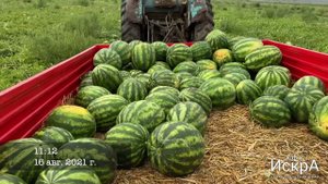 Арбуз Кримсон 3313 (JSeeds)