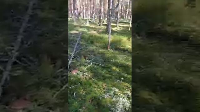 ❤️❤️❤️УДОВОЛЬСТВИЕ❤️❤️❤️