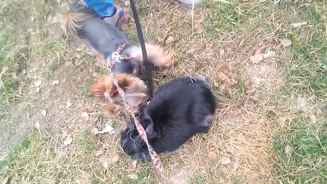 Йорк Боня и кролик Бус!) смотреть онлайн