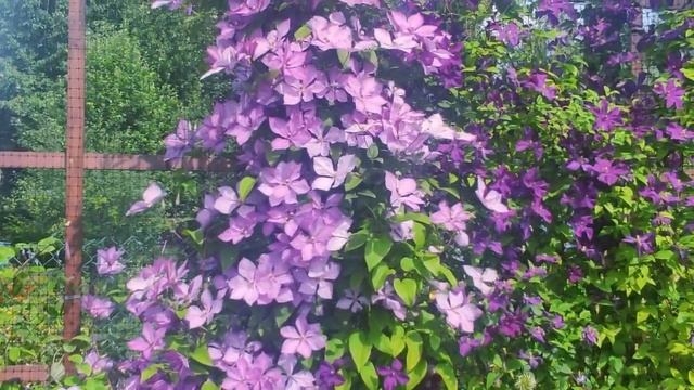 Великолепное цветение клематисов смотреть онлайн