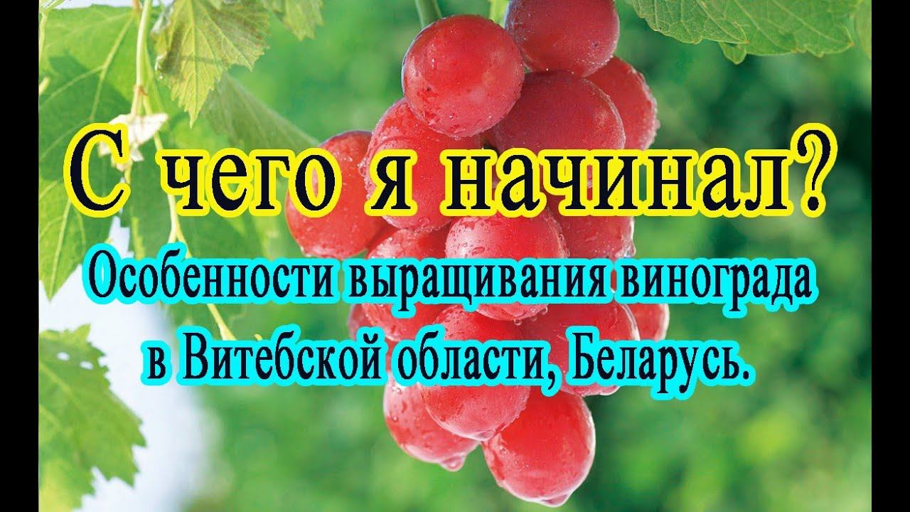 Особенности виноградарства в Витебской области, Беларусь / Features of viticulture in Belarus
