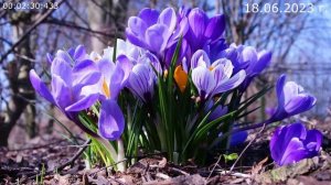 721 Цветы 18.06.2023 г