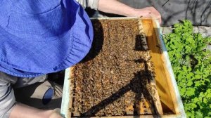 Подсадка матки в семью с отрутневевшей маткой.