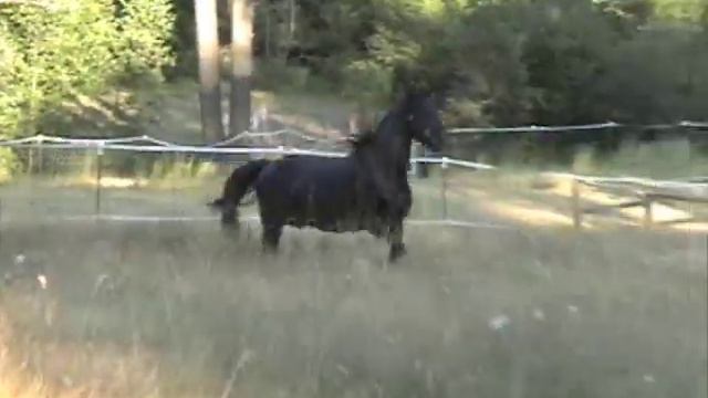 Zephyr - 2 yr old Frieisan Filly