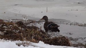 "Охота с подсадной уткой" Сугробов В.Ю