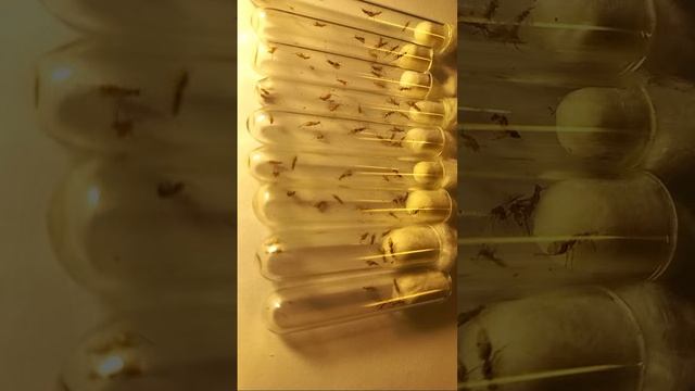 Who Are Seed-Feeding Chalcid Wasps? How to Find Megastigmus? Megastigmidae, Chalcidoidea Hymenopter