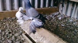 Голуби Кубани