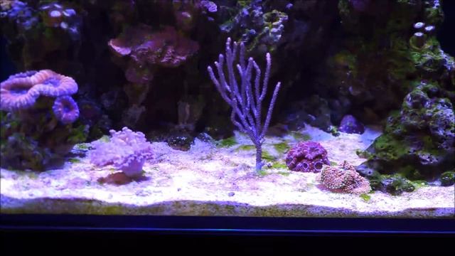 Cyanobacteria and Your Reef Tank