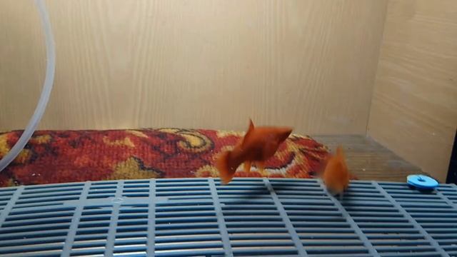 Меченосцы на нерест. смотреть онлайн