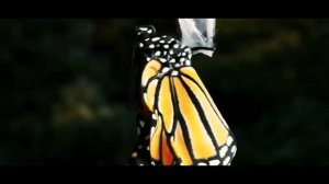 Как гусеница превращается в бабочку🦋🦋🦋.