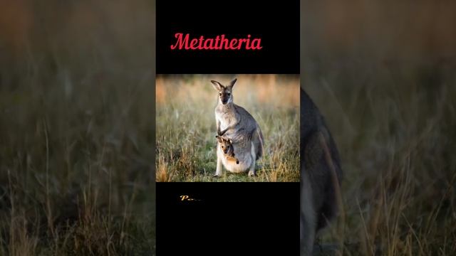 Prototheria Metatheria  Eutheria biologyneetview