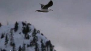 Поёт Виталий Иванов песня "Чайка Джонатан Левингстон"