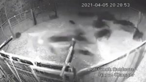 Как ловят диких кабанов