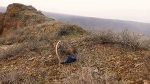 шикори кабг охота на куропатка