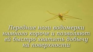 Водомерка. Интересно знать #водомерка