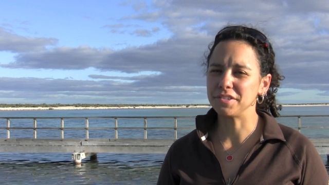 What are stromatolites and cyanobacteria