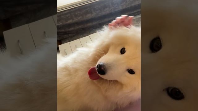 САМОЕД МИЛКА⭐