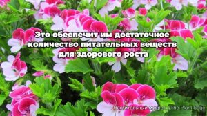 Уникальное удобрение для герани: секрет роскошного роста