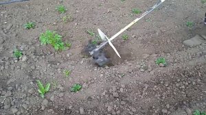 Обработка междурядий, прополка картофеля.