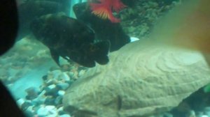Astronotus астронотус