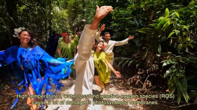 Dance your PhD 2023 [Biology Winner]: ABA at the Heart of Amazon rainforest Response to Warming смотреть онлайн