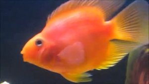Красный попугай (Red Parrot) 160л