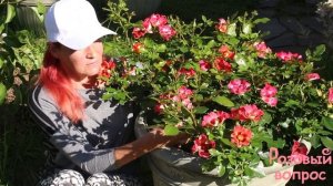 Роза Саншайн Бэбилон Айз Первое цветение