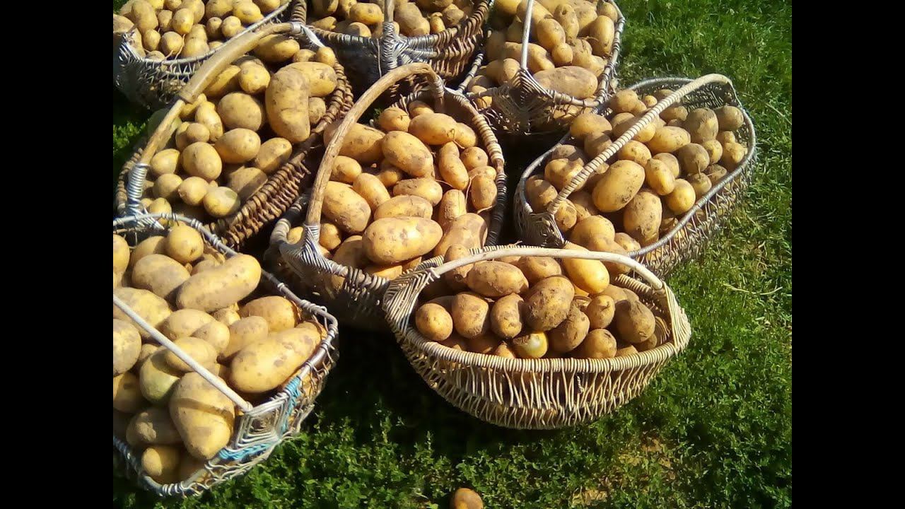 Картошку копала в корзину бросала