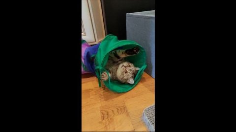 Мортал комбат