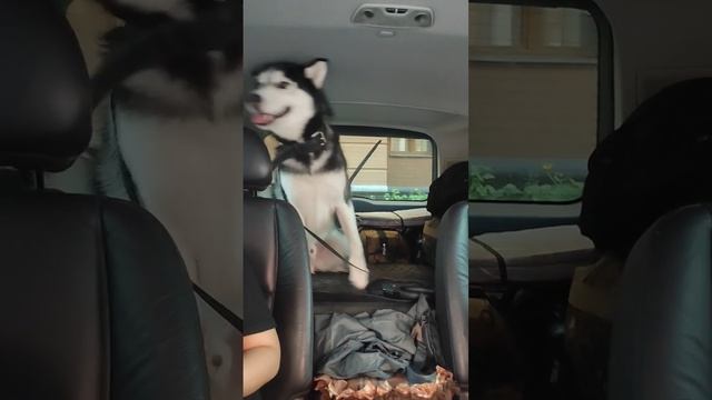 А мы помчали на море!На машине в Крым с #хаски Арес☺️☺️☺️ смотреть онлайн