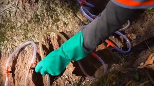 Инъекции деревьев  Способы борьбы с вредителями и болезнями