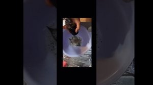 #барабулька #Коптим рыбу дома#Своими руками#по Черноморски#( . ) ( . )